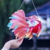 Đèn lồng Trung Thu - Đèn lồng con cá nhiều màu, kèm phụ kiện - Trang trí cực đẹp