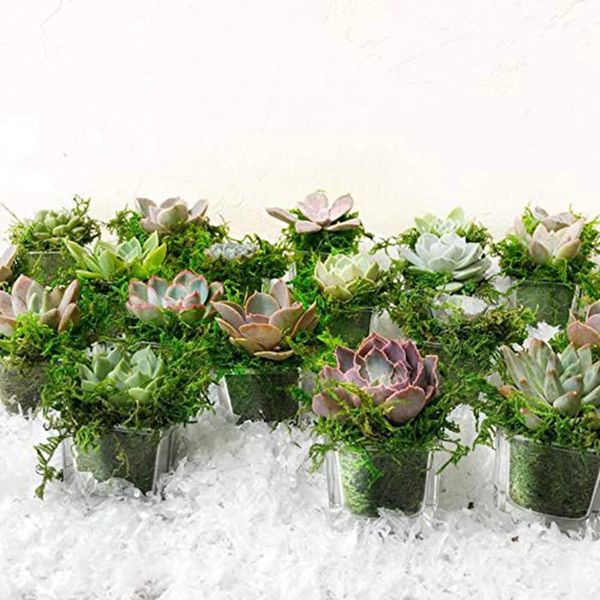 Rêu sợi nhân tạo - Rêu xanh phủ gốc cây trang trí cây cảnh, bể cá - Decor cực đẹp