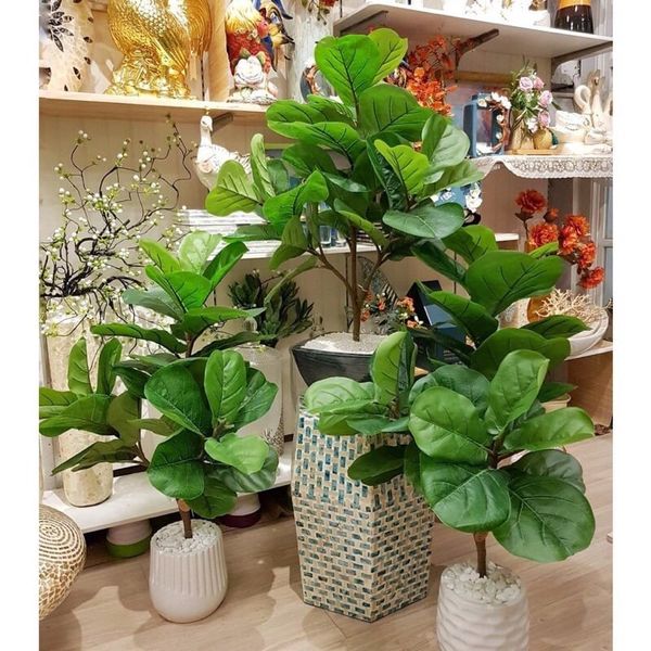 Cây giả - Cây bàng giả Singapore - Cây giả cao cấp giống 99% - Decor Trang trí nhà cửa