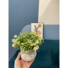 Chậu hoa giả - Chậu hoa cúc nhí để bàn - Chậu hoa nhựa trang trí - Decor trang trí nhà cửa