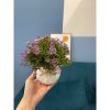 Chậu hoa giả - Chậu hoa cúc nhí để bàn - Chậu hoa nhựa trang trí - Decor trang trí nhà cửa