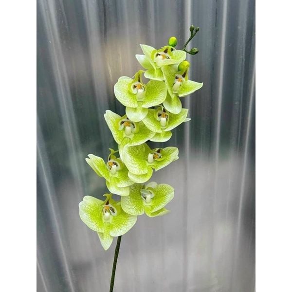 Cành hoa lan hồ điệp cao su 7 bông cao cấp - decor trang trí nhà cửa cực đẹp và sang trọng