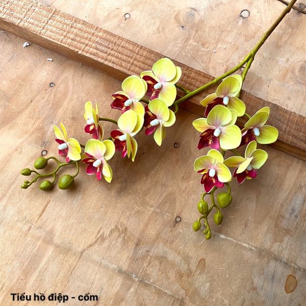 (2 nhánh 10 bông ) CÀNH HOA LAN HỒ ĐIỆP ,BẰNG CAO SU , Tiểu hồ điệp 2 nhánh.. LOẠI XỊN CỰC GIỐNG HOA THẬT