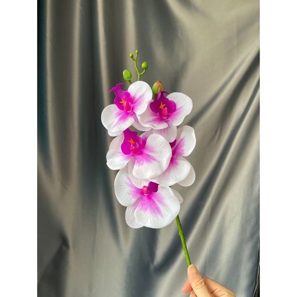 Cành hoa lan hồ điệp 5 bông cao su - decor trang trí tuyệt đẹp và cực sang