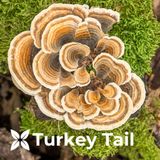 Viên bổ phổi tăng miễn dịch XtendLife Functional Mushrooms 120v Dr Chubby