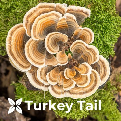 Viên bổ phổi tăng miễn dịch XtendLife Functional Mushrooms 120v Dr Chubby