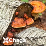 Viên bổ phổi tăng miễn dịch XtendLife Functional Mushrooms 120v Dr Chubby