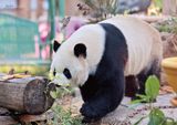  Gấu Trúc Manh Lan - Panda Menglan 