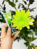 20 gói Nước Nhuộm Màu Hoa DR.NATRO