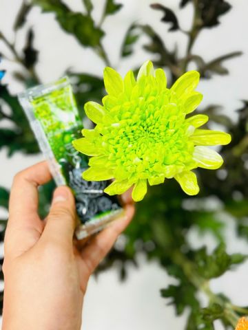 20 gói Nước Nhuộm Màu Hoa DR.NATRO