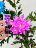 20 gói Nước Nhuộm Màu Hoa DR.NATRO