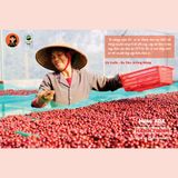  GROUND COFFEE Phin nhẹ 100% Fine Robusta, Medium roasted MISS EDE (Bag 250g)/ Cà phê nguyên chất Phin Nhẹ MISS EDE - Honey Robusta Loại 1 ( Gói 250g) (rang vừa - medium roasdted) 