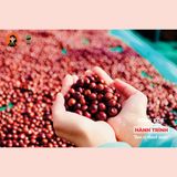  GROUND COFFEE Phin nhẹ 100% Fine Robusta, Medium roasted MISS EDE (Bag 250g)/ Cà phê nguyên chất Phin Nhẹ MISS EDE - Honey Robusta Loại 1 ( Gói 250g) (rang vừa - medium roasdted) 