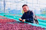  EUDR Vietnam Robusta Ground Coffee Medium Roasted 8.8 Oz (250g) MISS EDE - Bag (Only for Export) 