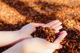  EUDR Vietnam Robusta Ground Coffee Medium Roasted 8.8 Oz (250g) MISS EDE - Bag (Only for Export) 
