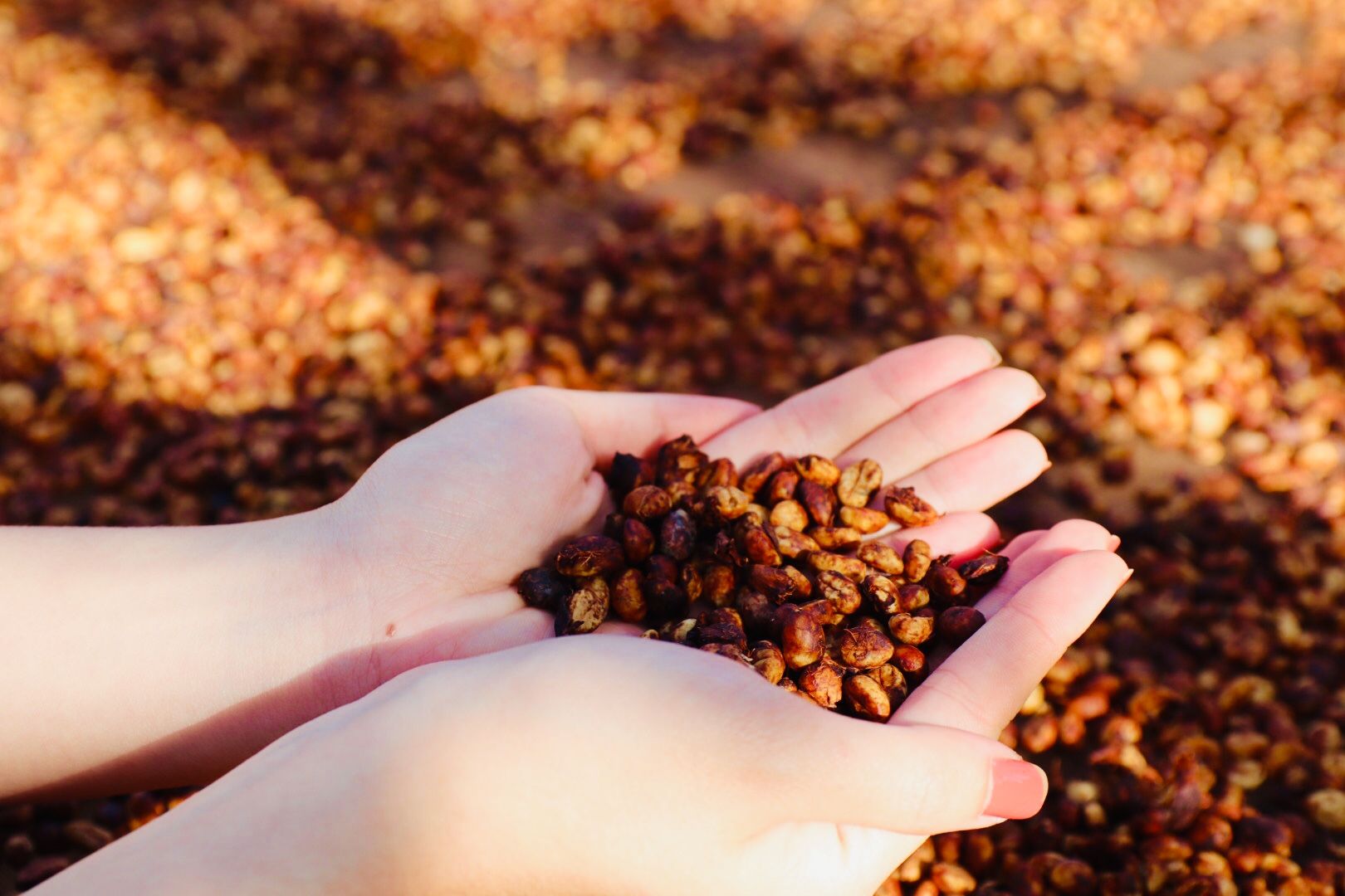  EUDR Vietnam Robusta Ground Coffee Medium Roasted 8.8 Oz (250g) MISS EDE - Bag (Only for Export) 