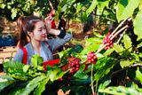  EUDR Vietnam Robusta Ground Coffee Medium Roasted 8.8 Oz (250g) MISS EDE - Bag (Only for Export) 