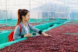  EUDR Vietnam Robusta Ground Coffee Medium Roasted 8.8 Oz (250g) MISS EDE - Bag (Only for Export) 