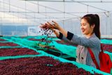  EUDR Vietnam Robusta Ground Coffee Medium Roasted 8.8 Oz (250g) MISS EDE - Bag (Only for Export) 