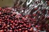  EUDR Vietnam Robusta Ground Coffee Medium Roasted 8.8 Oz (250g) MISS EDE - Bag (Only for Export) 