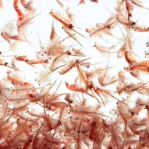  Tôm Thẻ Chân Trắng - Nauplius 
