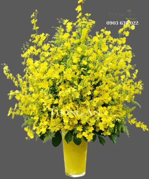 Bình Hoa Lan Vũ Nữ