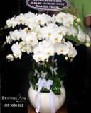  Chậu Hoa Viếng Sáng Người - S684 