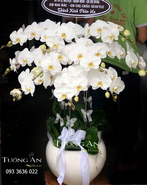 Chậu Hoa Viếng Sáng Người